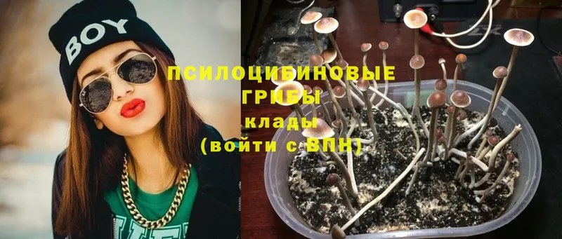 Псилоцибиновые грибы GOLDEN TEACHER  где купить наркоту  Нальчик 